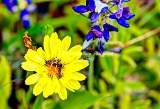 93flower18.jpg