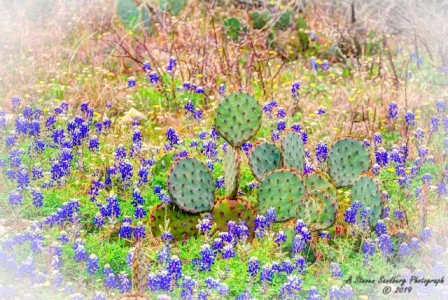 03TX0319.jpg