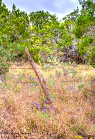 06TX0319.jpg