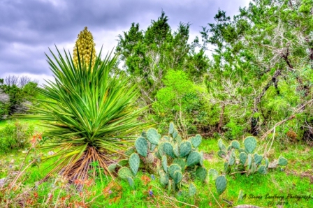 11TX0319.jpg