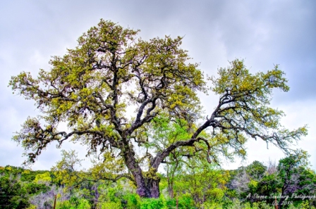 19TX0319.jpg