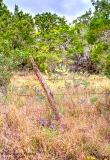 06TX0319.jpg