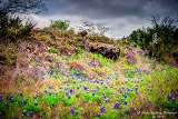 29TX0319.jpg