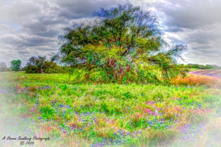 DSC_7286a.jpg