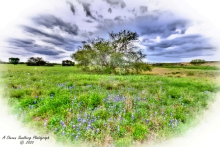 DSC_7377a.jpg