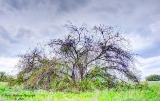 DSC_7217.jpg