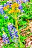 DSC_7249.jpg