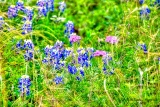 DSC_7273.jpg