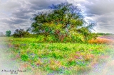DSC_7286a.jpg
