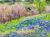 DSC_7299.jpg