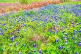 DSC_7320.jpg