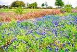 DSC_7323.jpg