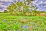 DSC_7380.jpg