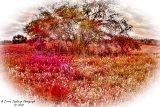 DSC_7380a.jpg