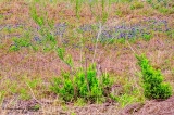 DSC_7407.jpg